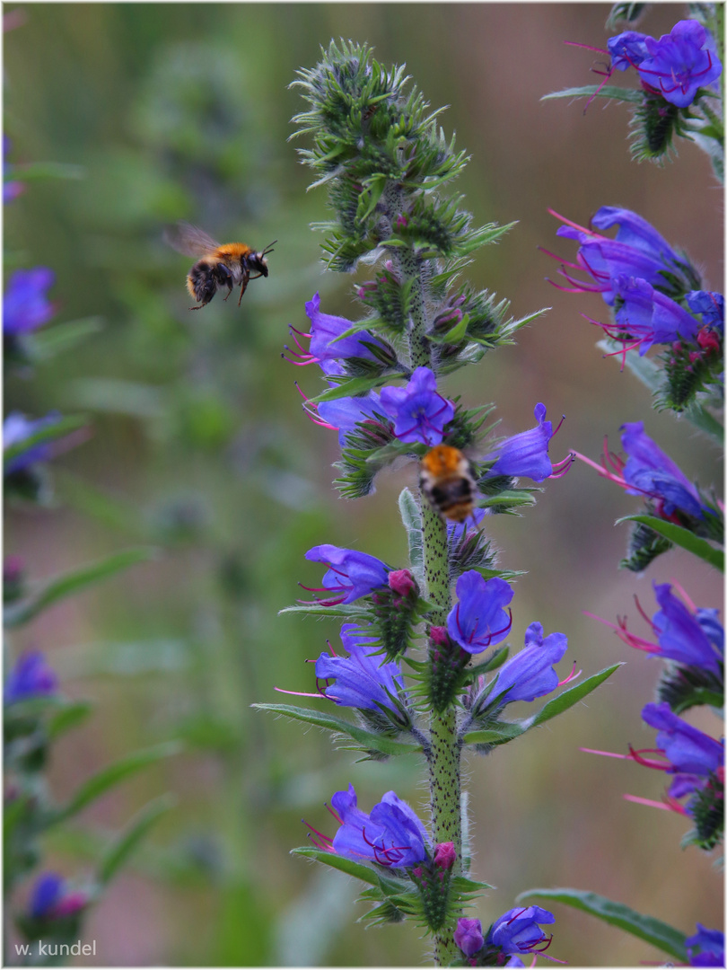 Gewöhnlicher Natternkopf (Echium vulgare L.)