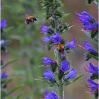 Gewöhnlicher Natternkopf (Echium vulgare L.)