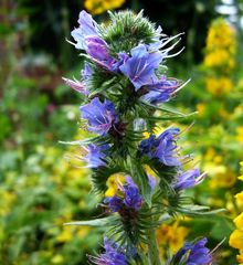 Gewöhnlicher Natternkopf (Echium vulgare) oder Blauer Heinrich