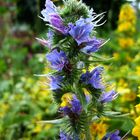 Gewöhnlicher Natternkopf (Echium vulgare) oder Blauer Heinrich