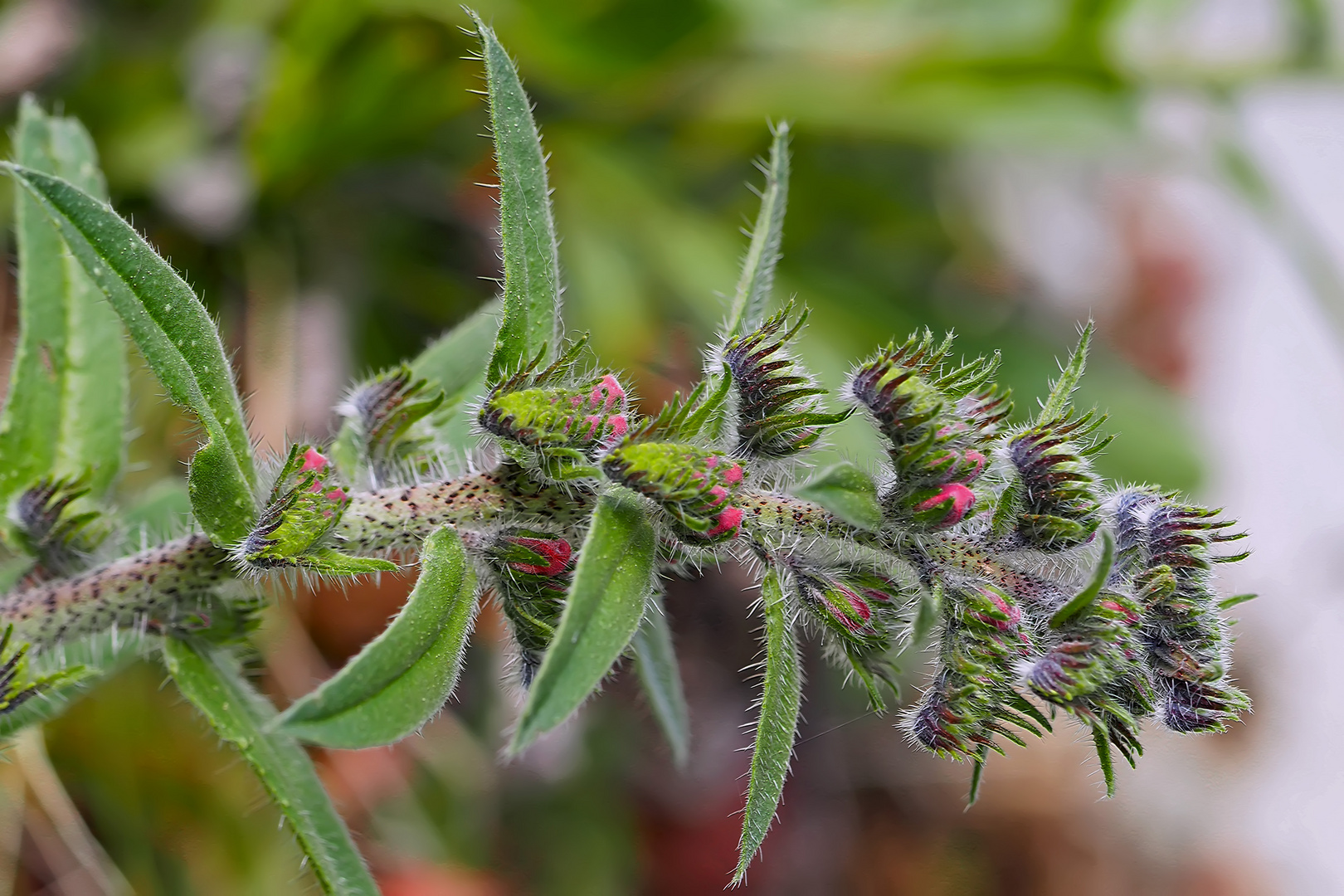 Gewöhnlicher Natternkopf (Echium vulgare) *- Vipérine commune ou vipérine vulgaire. *