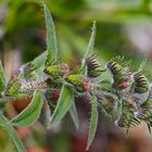 Gewöhnlicher Natternkopf (Echium vulgare) *- Vipérine commune ou vipérine vulgaire. *