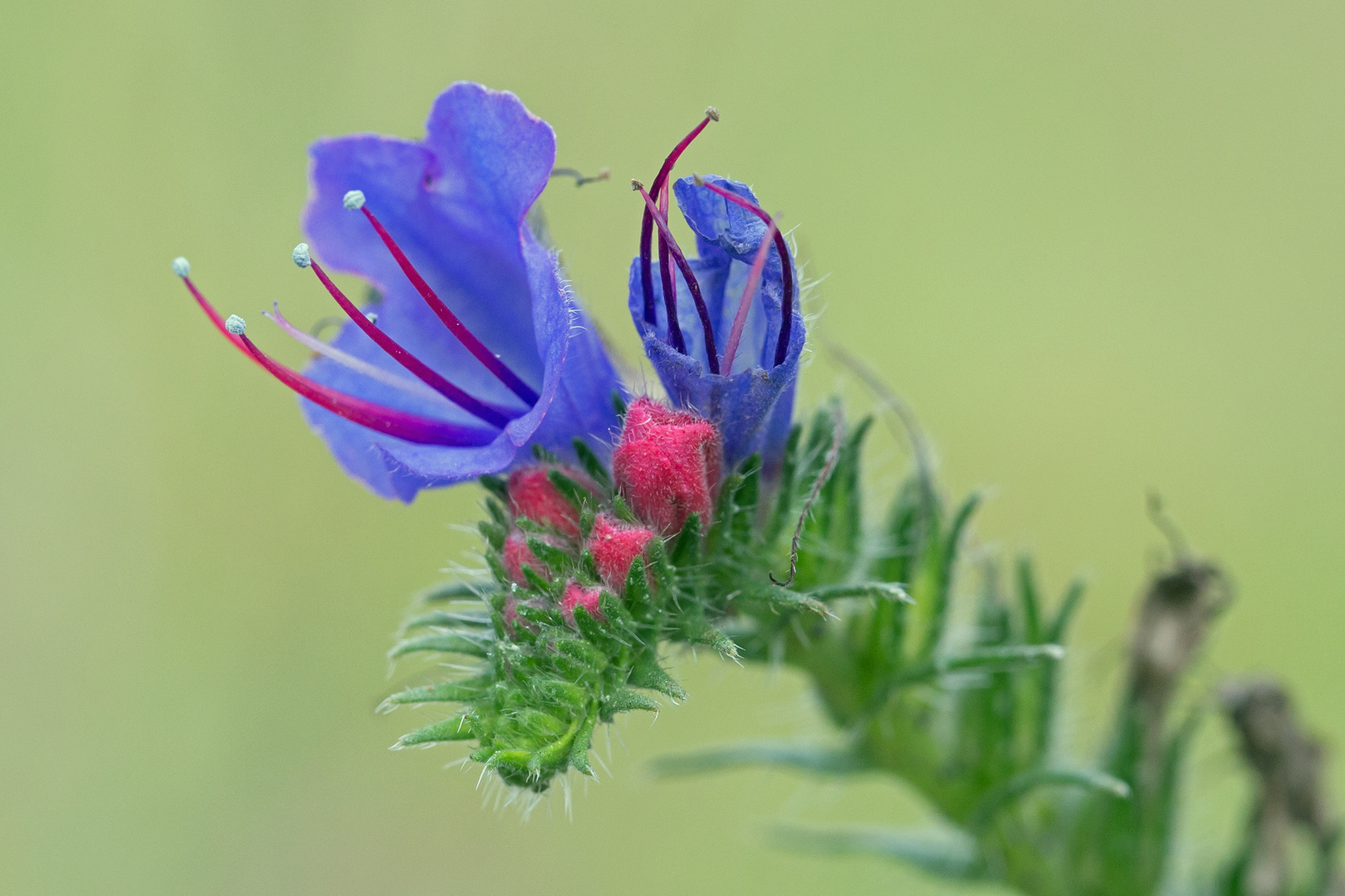 Gewöhnlicher oder Blauer Natternkopf - Echium vulgare