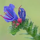 Gewöhnlicher oder Blauer Natternkopf - Echium vulgare