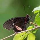 Gewöhnlicher Parides 