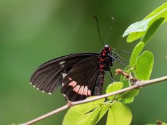 Gewöhnlicher Parides 