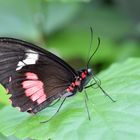 Gewöhnlicher Parides