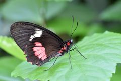 Gewöhnlicher Parides