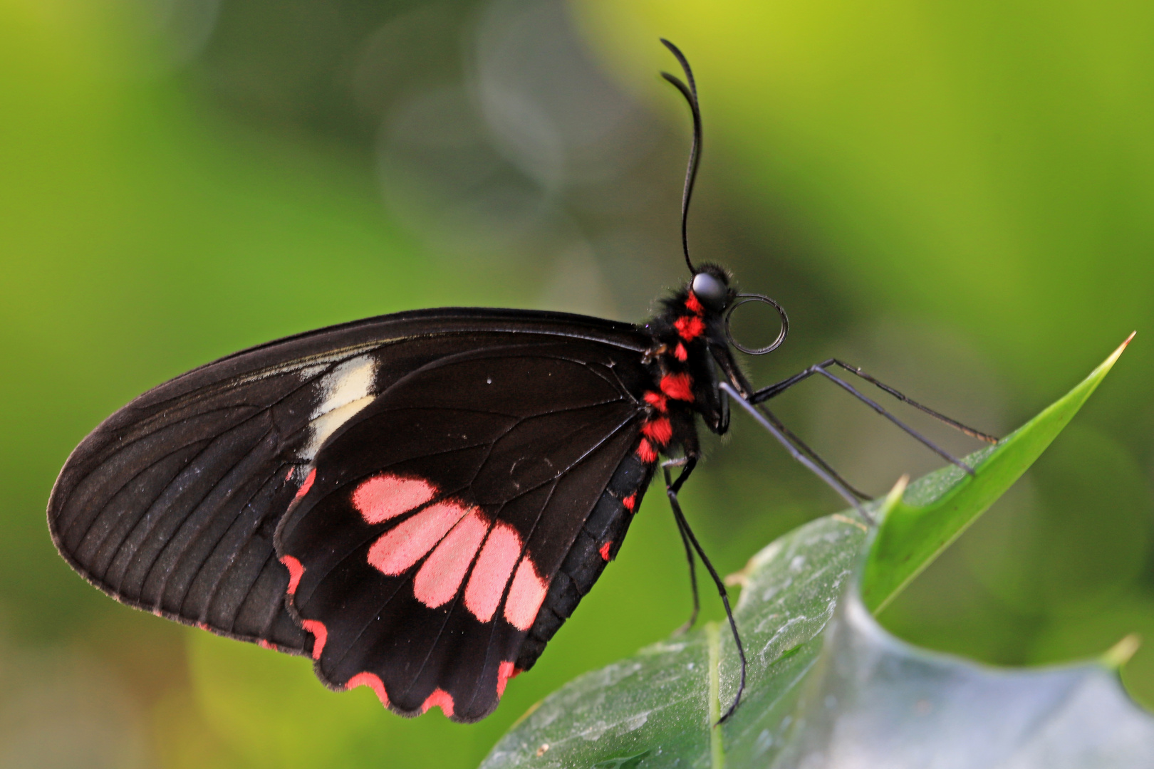 Gewöhnlicher Parides