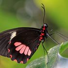 Gewöhnlicher Parides