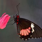 Gewöhnlicher Parides