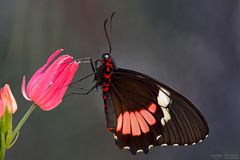 Gewöhnlicher Parides