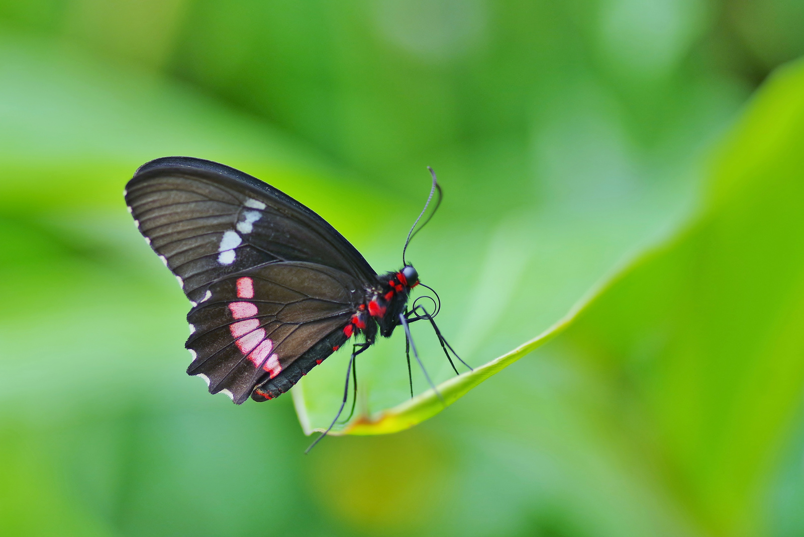 Gewöhnlicher Parides