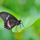 Gewöhnlicher Parides