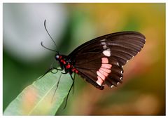 Gewöhnlicher Parides