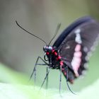 Gewöhnlicher Parides (Parides iphidamas)