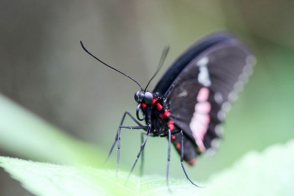 Gewöhnlicher Parides (Parides iphidamas)