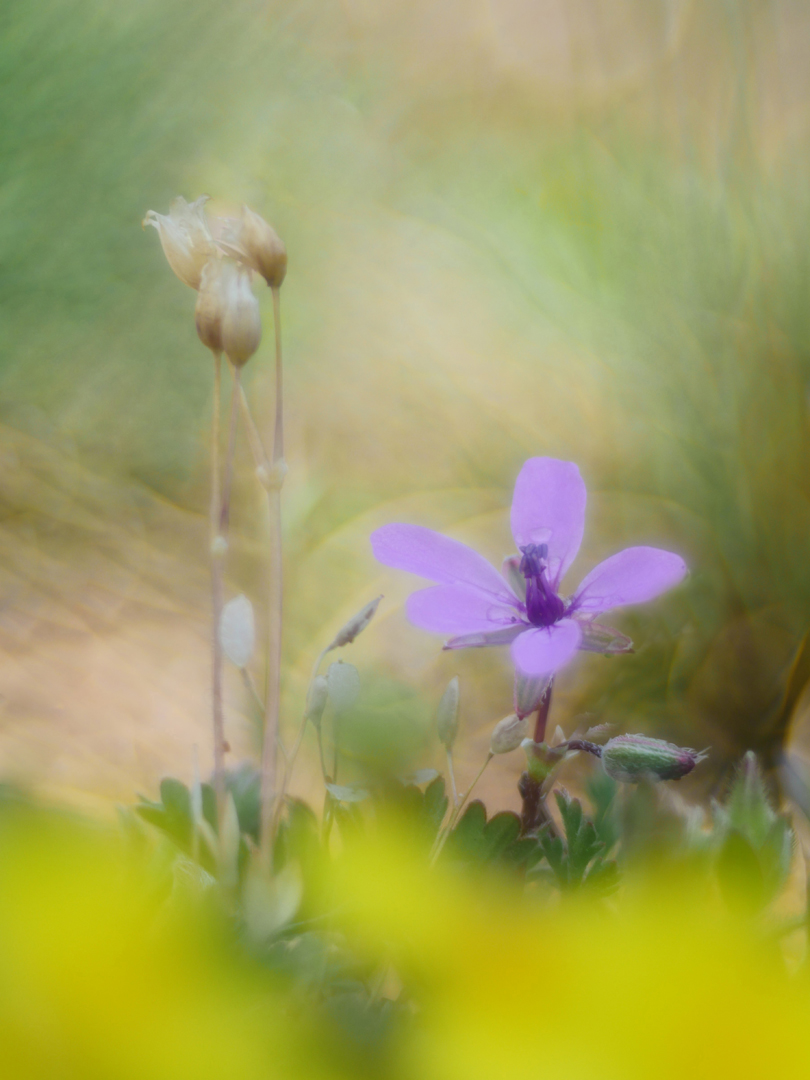 Gewöhnlicher Reiherschnabel (Erodium cicutarium)