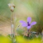 Gewöhnlicher Reiherschnabel (Erodium cicutarium)