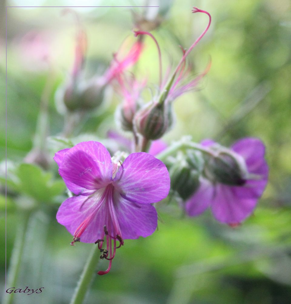 Gewöhnlicher Reiherschnabel (Erodium cicutarium)