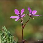 gewöhnlicher reiherschnabel (erodium cicutarium) ....