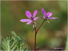 gewöhnlicher reiherschnabel (erodium cicutarium) ....