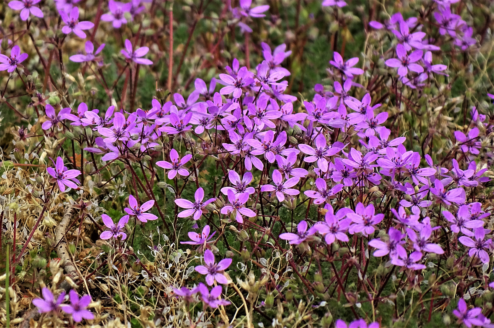 Gewöhnlicher Reiherschnabel (Erodium cicutarium)