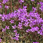 Gewöhnlicher Reiherschnabel (Erodium cicutarium)