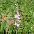 Gewöhnlicher roter Fingerhut (Digitalis Purpurea)