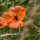 Gewöhnlicher Saat-Mohn