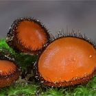Gewöhnlicher Schildborstling (Scutellinia scutellata)