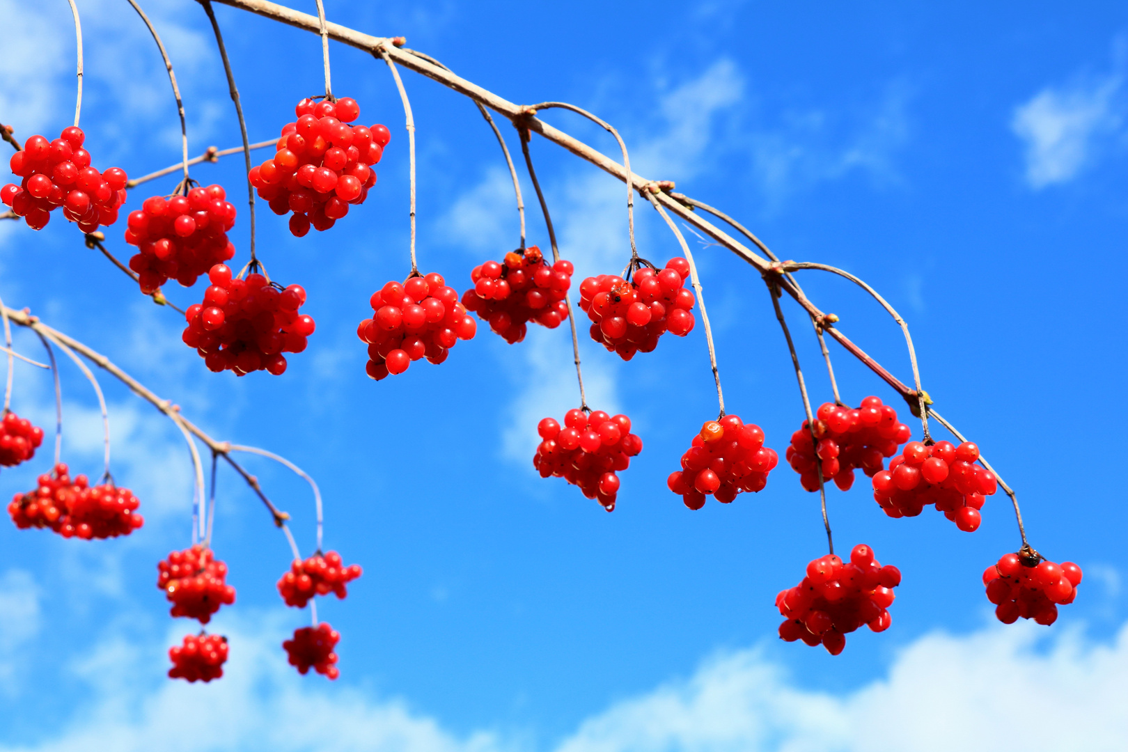 Gewöhnlicher Schneeball (Viburnum opolus)