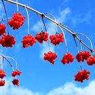 Gewöhnlicher Schneeball (Viburnum opolus)