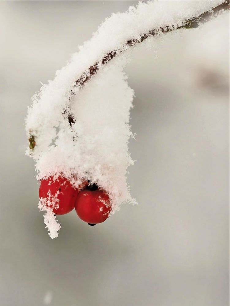 Gewöhnlicher Schneeball (Viburnum opulus)