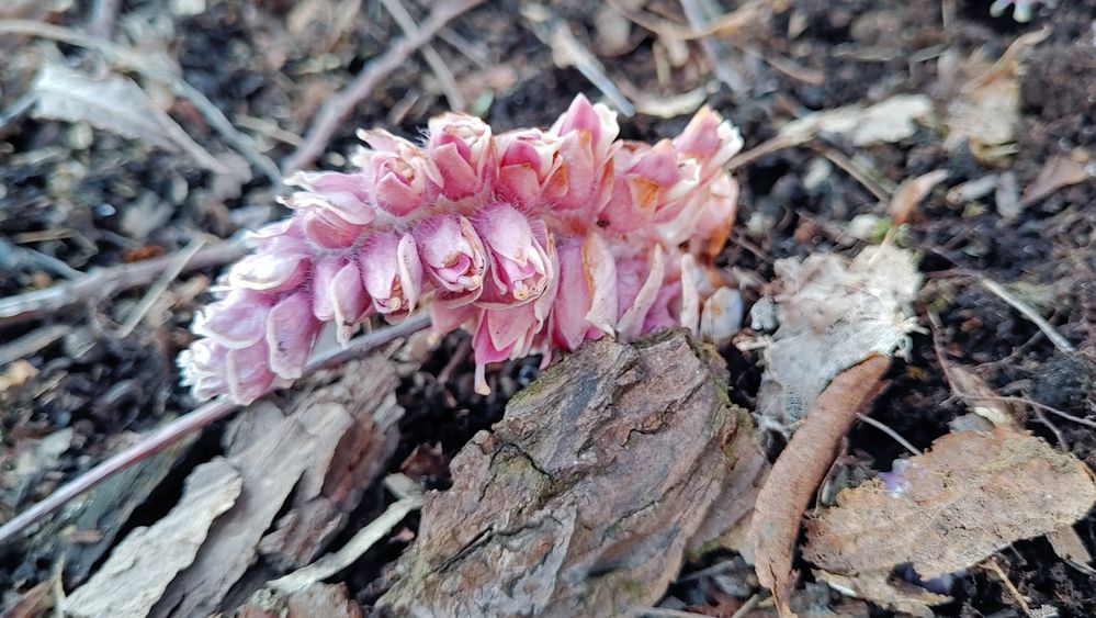 Gewöhnlicher Schuppenwurz (Lathraea squamaria)