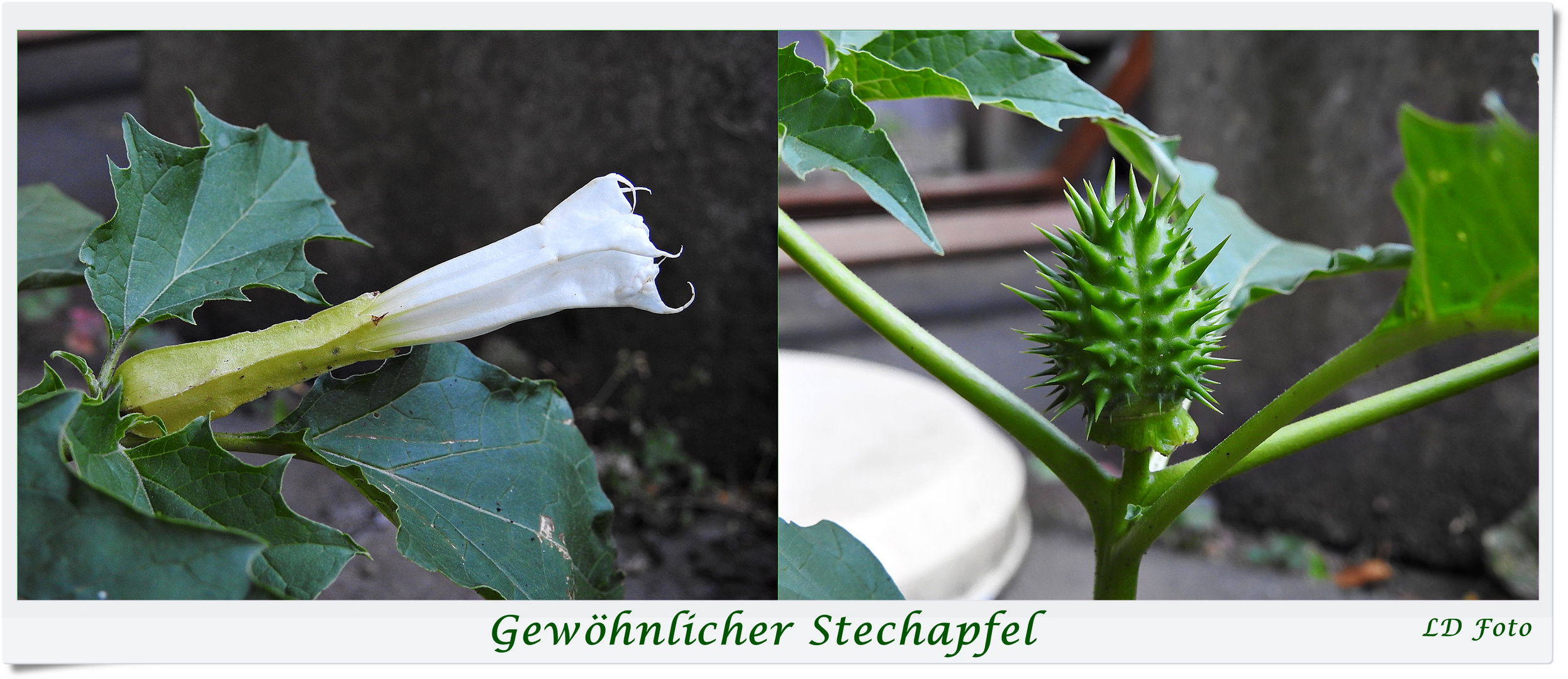 Gewöhnlicher Stechapfel 1