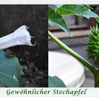 Gewöhnlicher Stechapfel 1