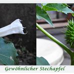 Gewöhnlicher Stechapfel 1