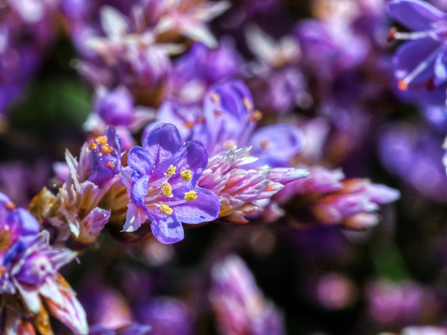 Gewöhnlicher Strandflieder (Limonium vulgare)