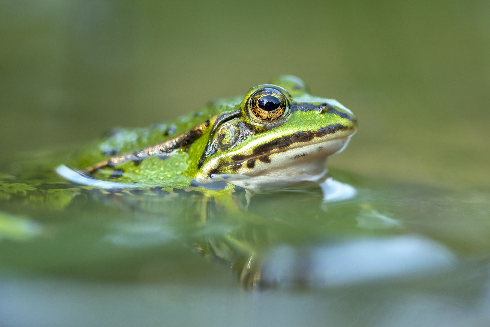 Gewöhnlicher Teichfrosch