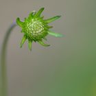 Gewöhnlicher Teufelsabbiss: Fast aufgeblüht 01