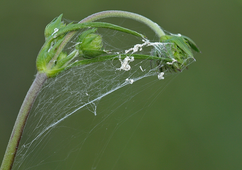 Gewöhnlicher Teufelsabbiss: Hat sich die Spinne versponnen?