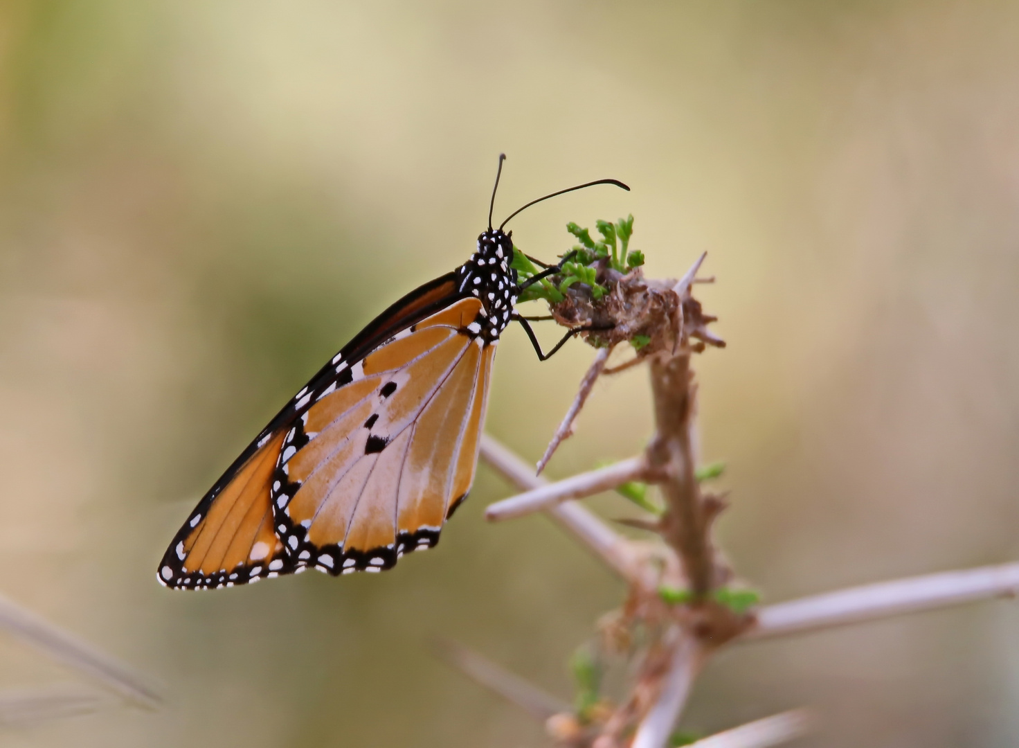 Gewöhnlicher Tiger 