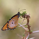 Gewöhnlicher Tiger 