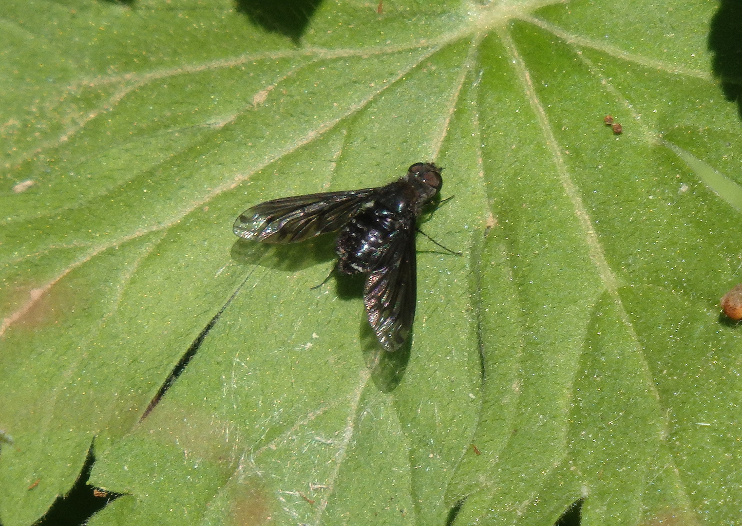 Gewöhnlicher Trauerschweber (Anthrax anthrax)