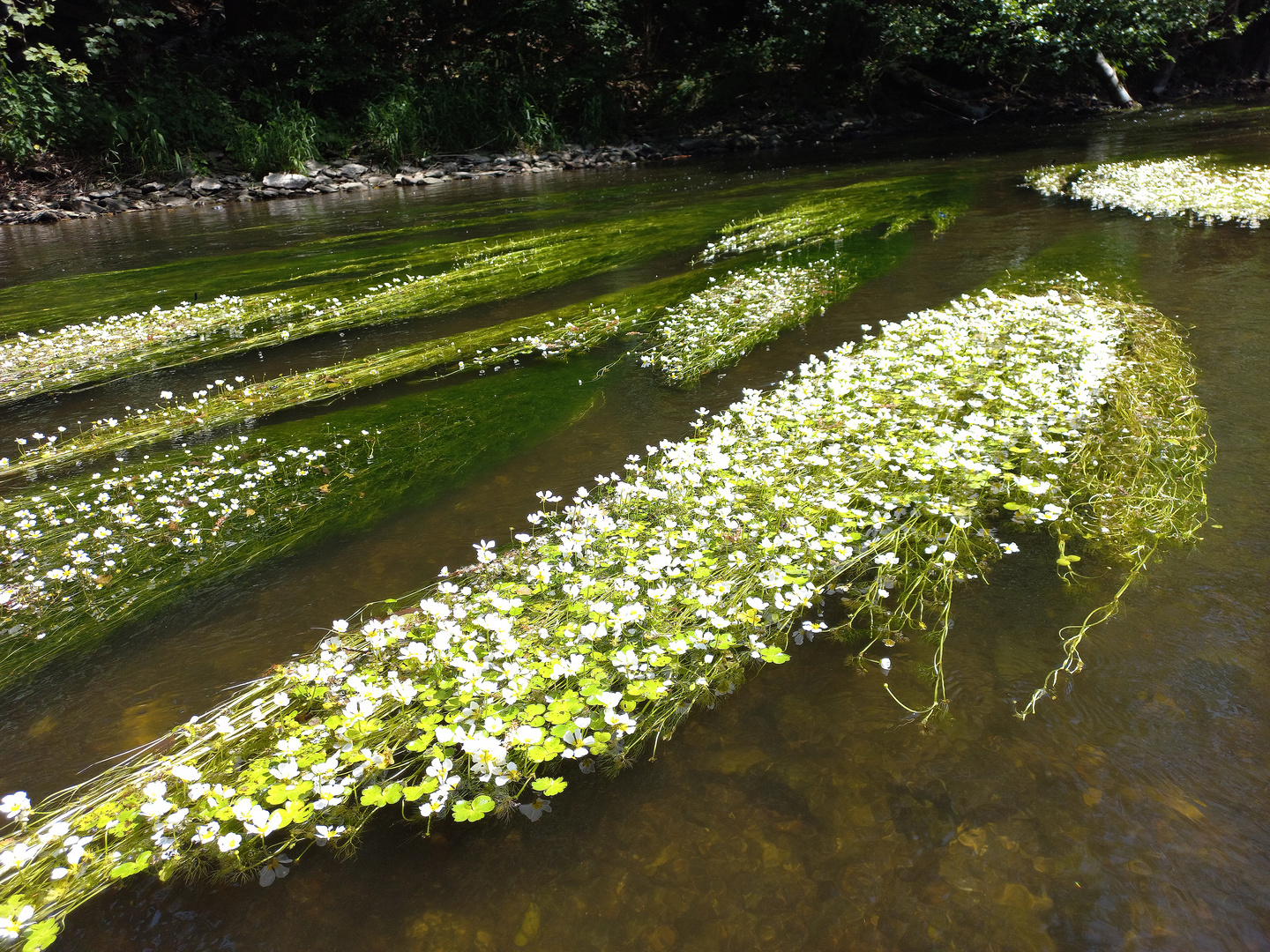 Gewöhnlicher Wasser-Hahnenfuß