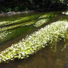 Gewöhnlicher Wasser-Hahnenfuß