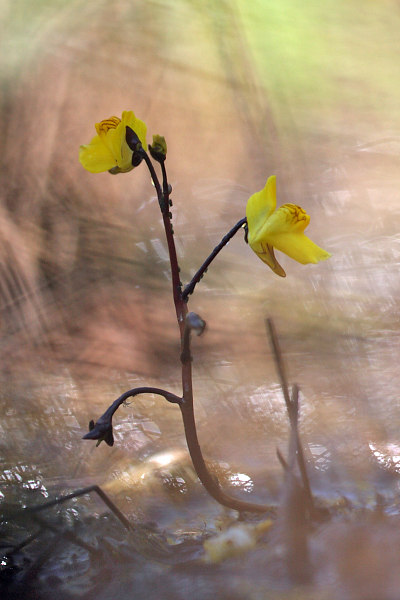 Gewöhnlicher Wasserschlauch