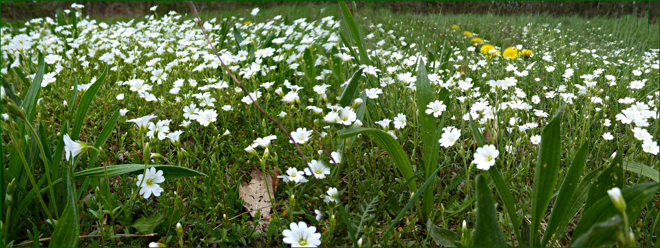 gewöhnliches Ackehornkraut