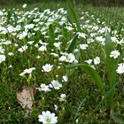 gewöhnliches Ackehornkraut